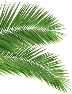 Palm City - palm leaves l b