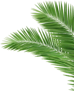Palm City - palm leaves r