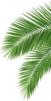 Palm City - palm leaves r b